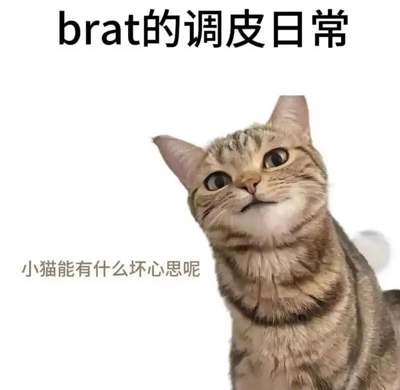 西檬之家k9犬系是什么意思? 一
